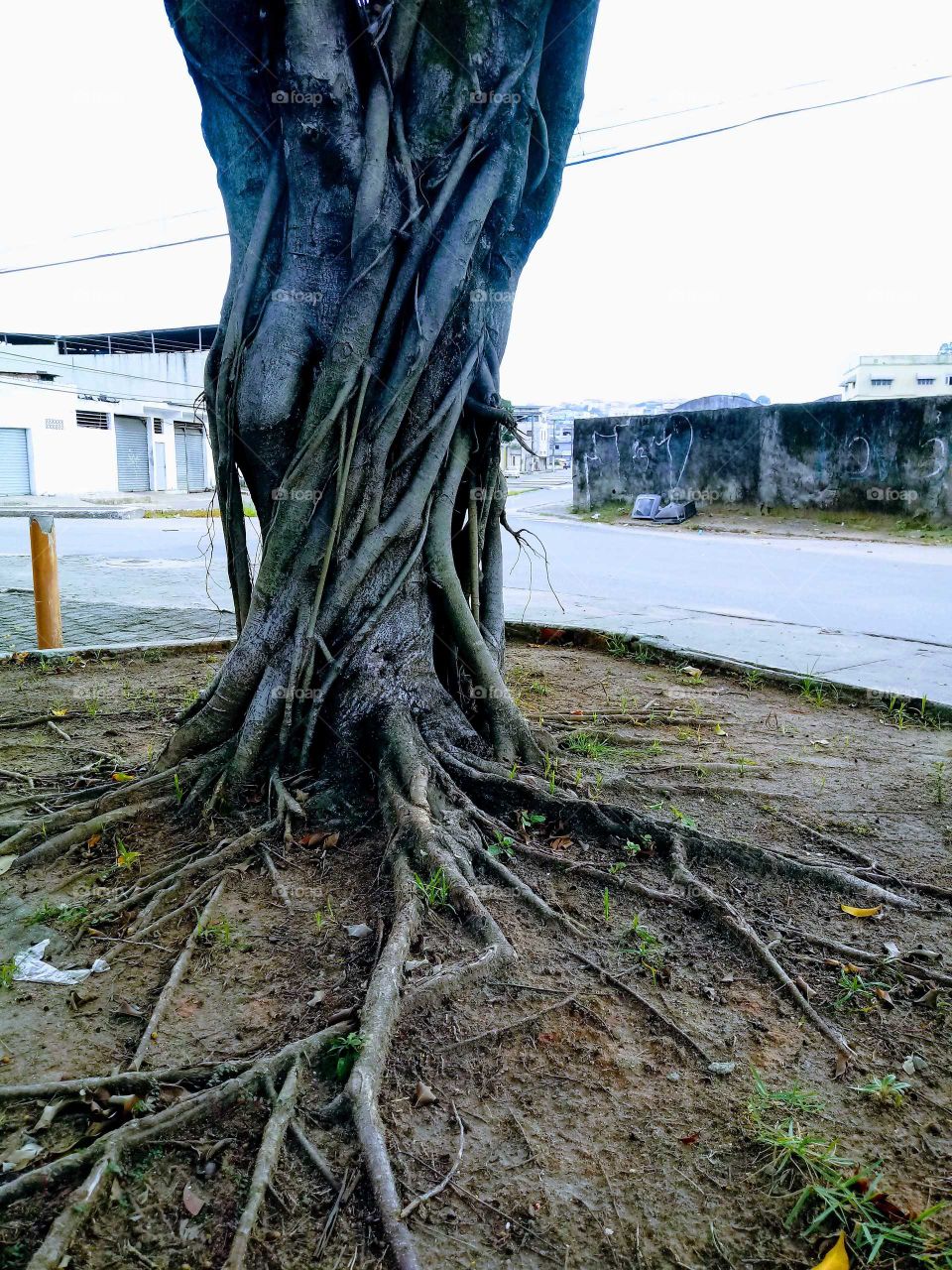 tronco de árvore com raíz de fora