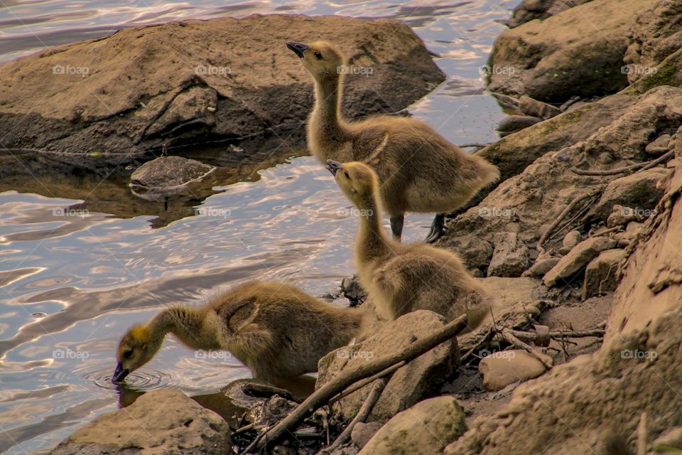 Goslings Learning From Example