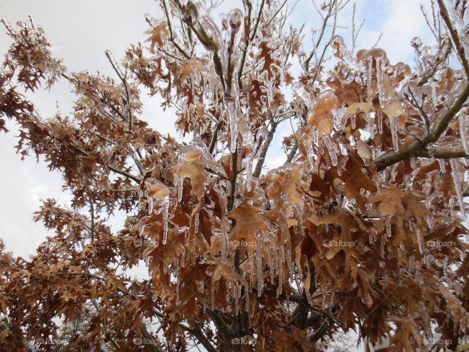 Ice Tree
