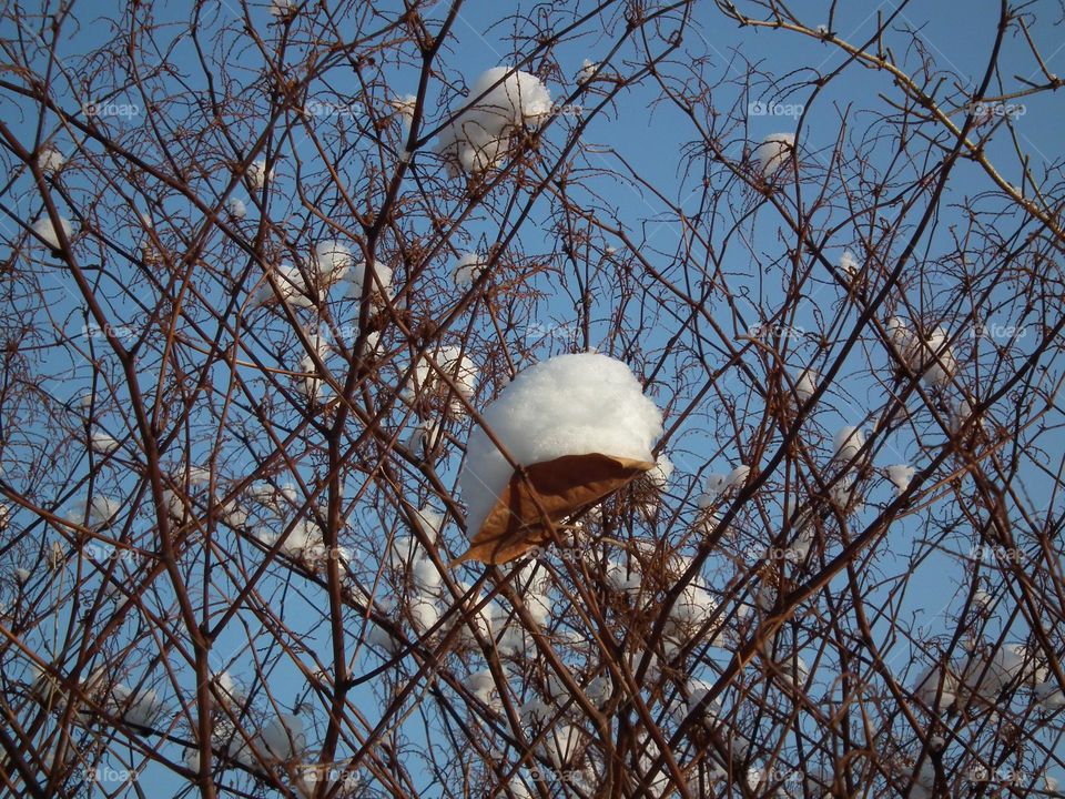 Little snowy caps on the tree leaves