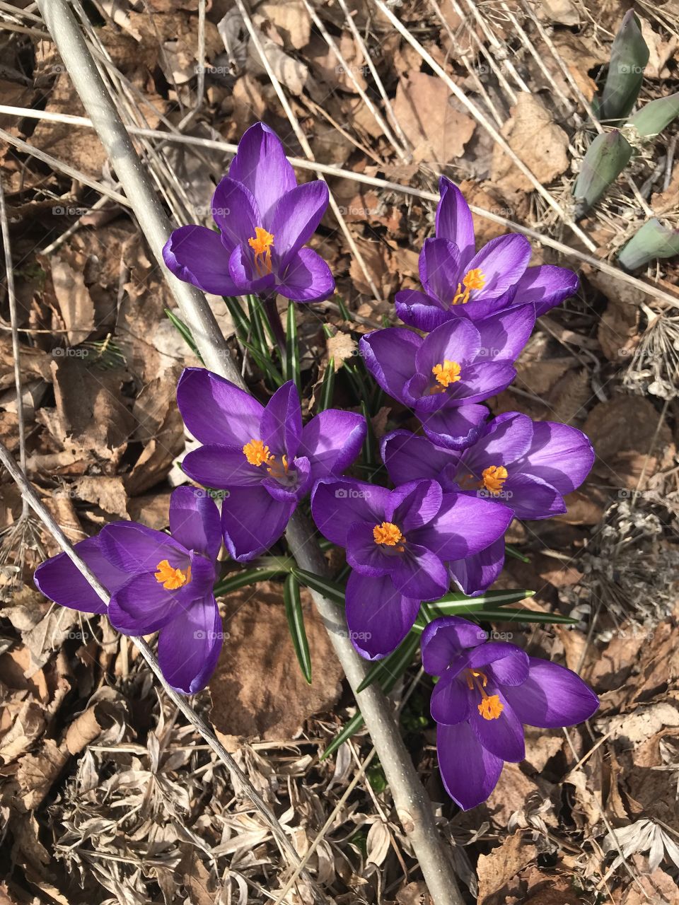 Pretty purple flowers growing in the yard 