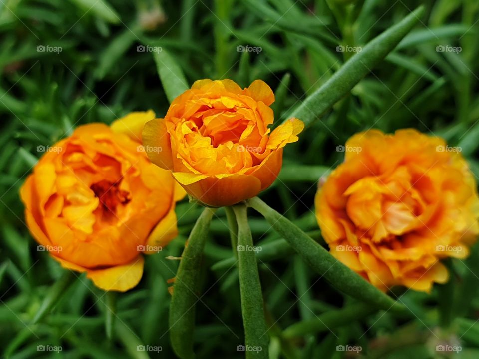 my beautiful Portulaca grandiflora