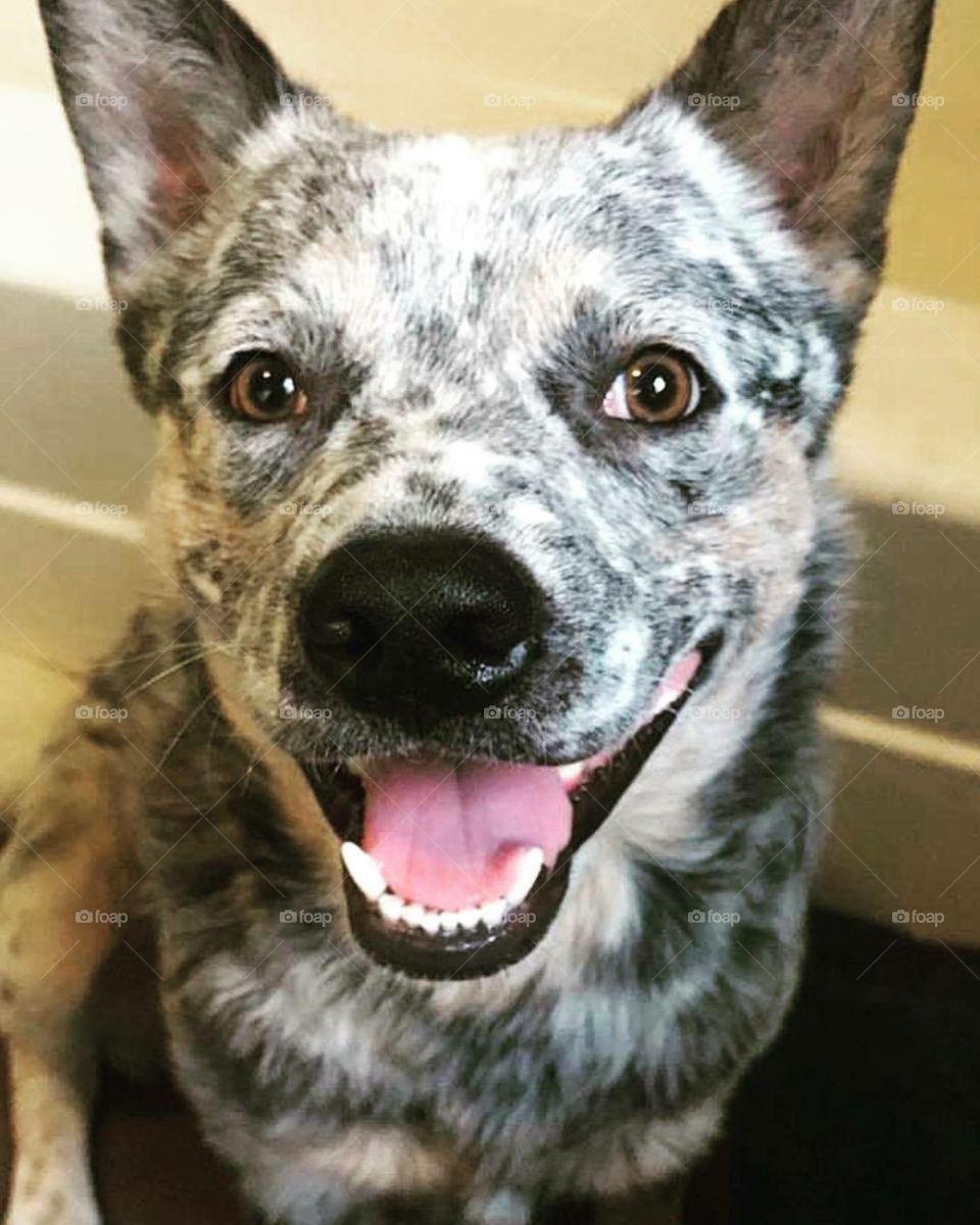 Happy brown eyed Blue Heeler pup