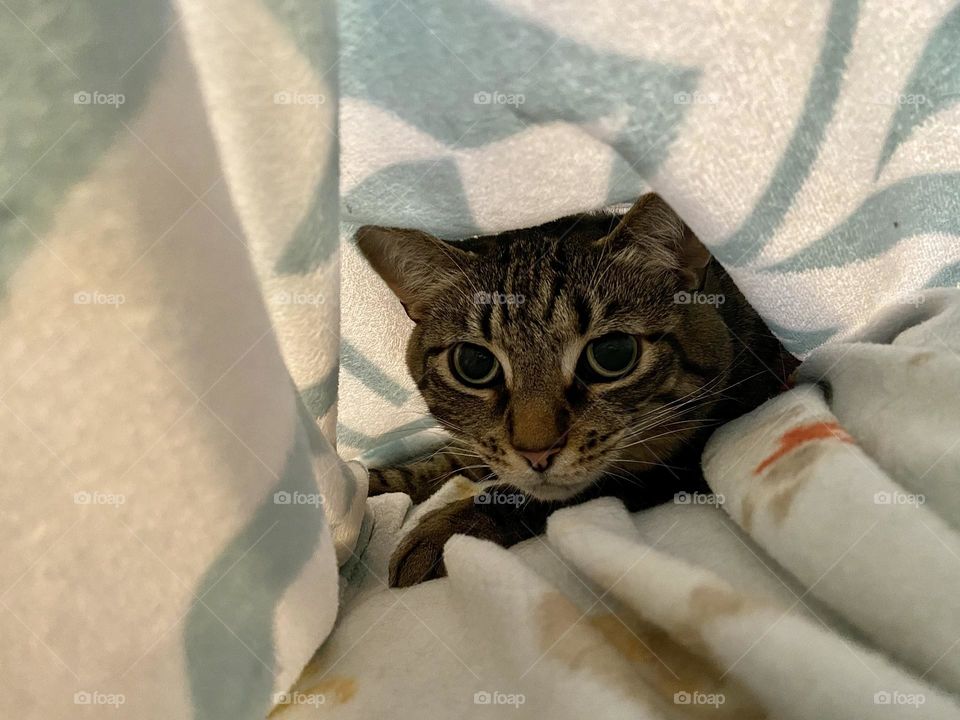 A brown tabby cat sitting under a blue and white fleece blanket 