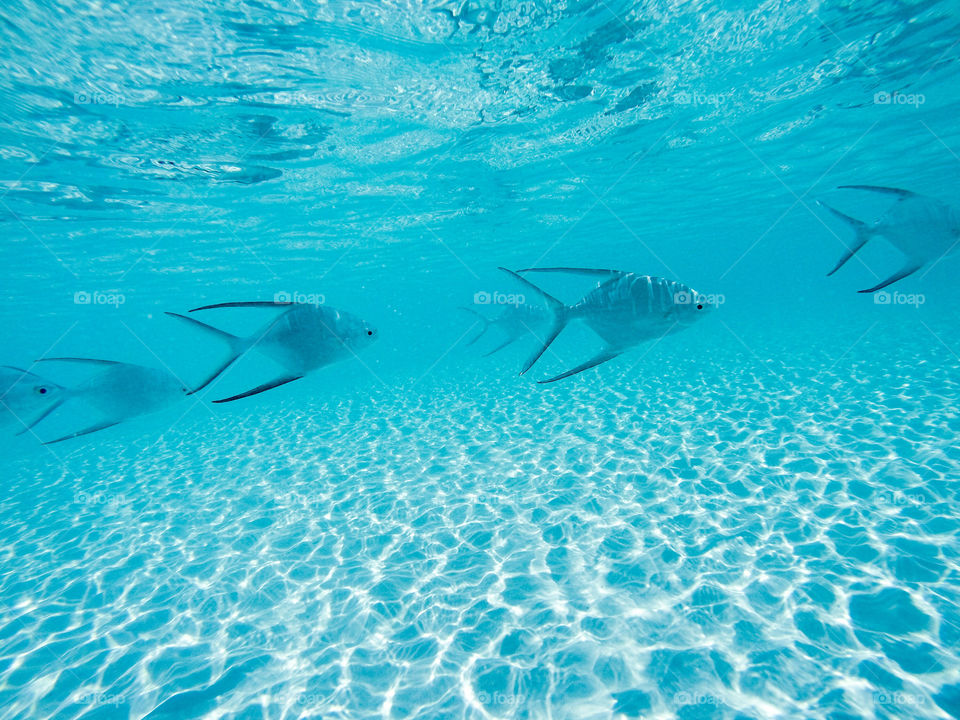 Fish swimming undersea