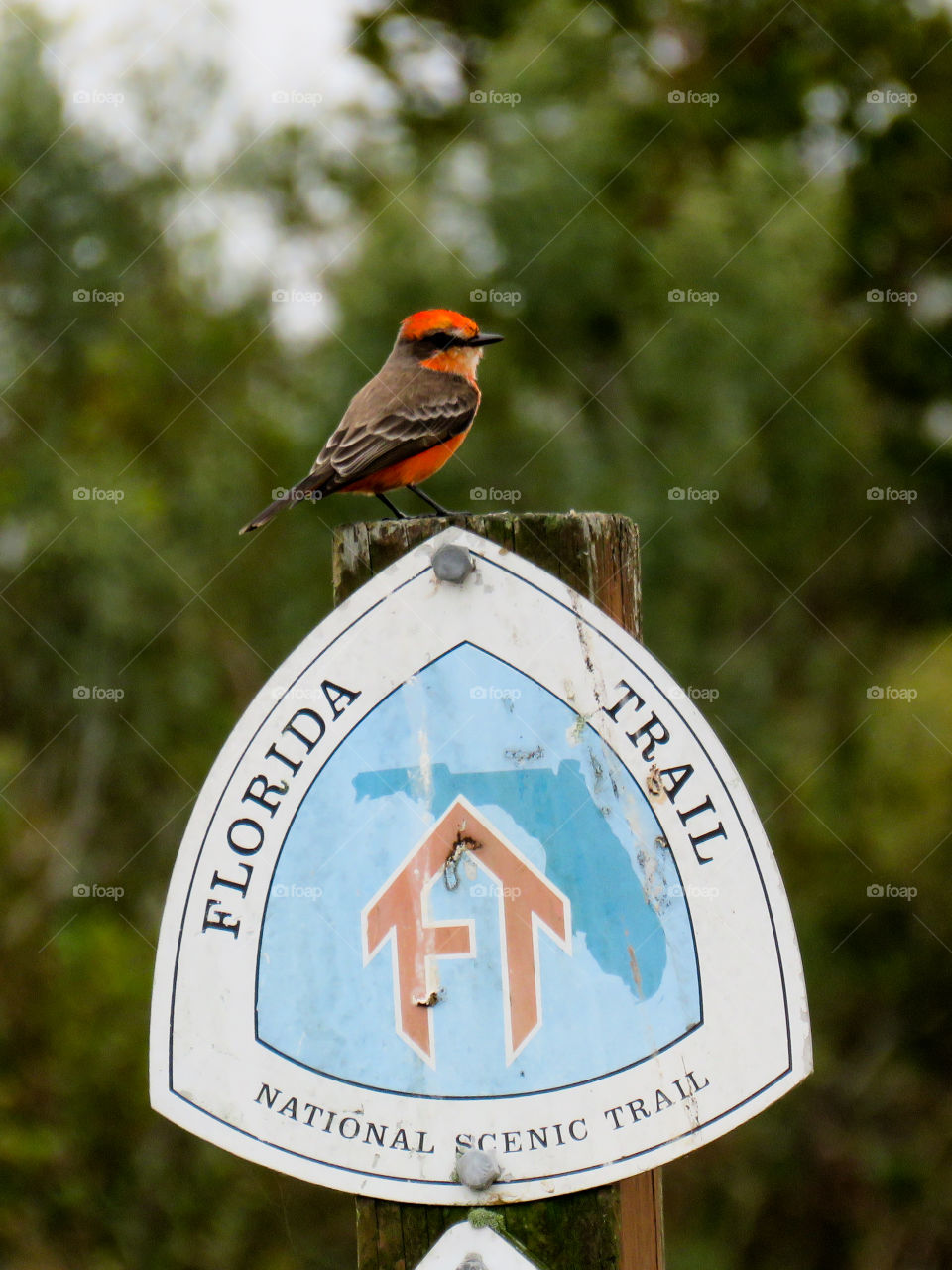 Vermillion flycatcher