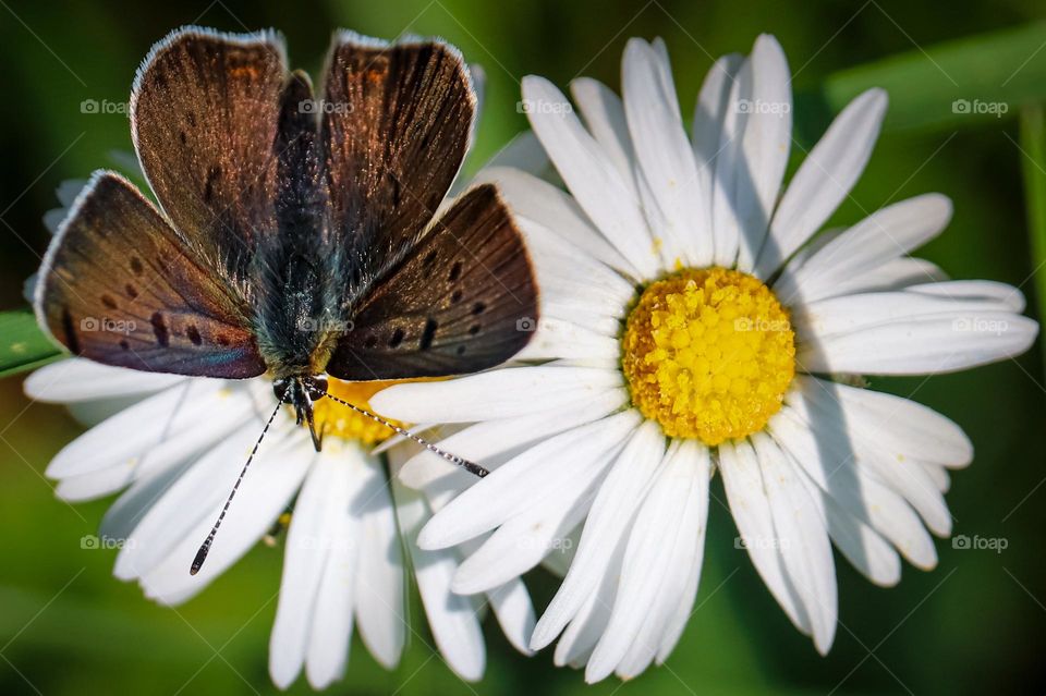 moth butterfly at the daisy