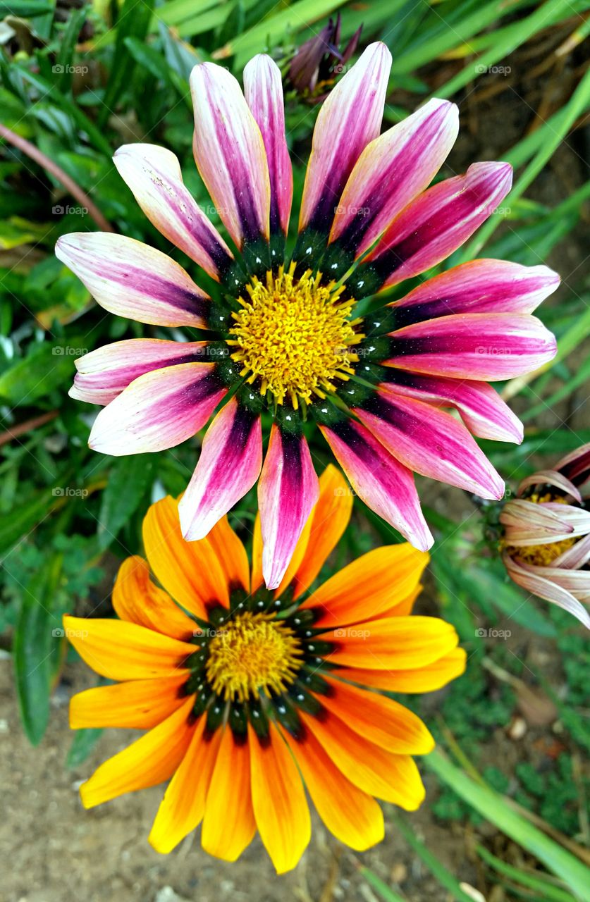 Daisies. A pink daisy & a yellow Daisy growing side by side.