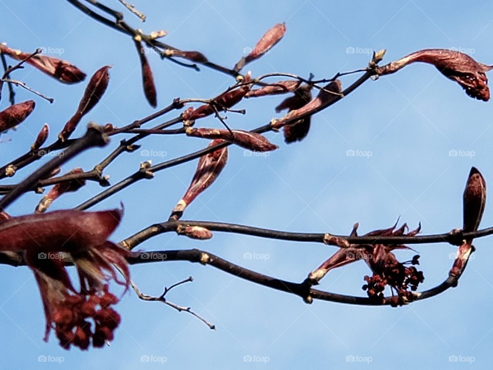 Japanese Maple tree blooming