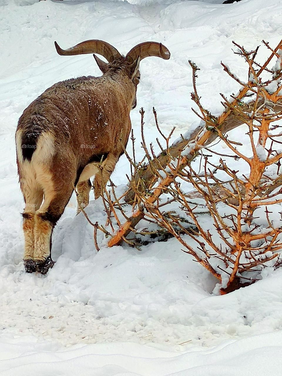 Winter mountains.  Mountain goat sleeps standing near a fallen tree