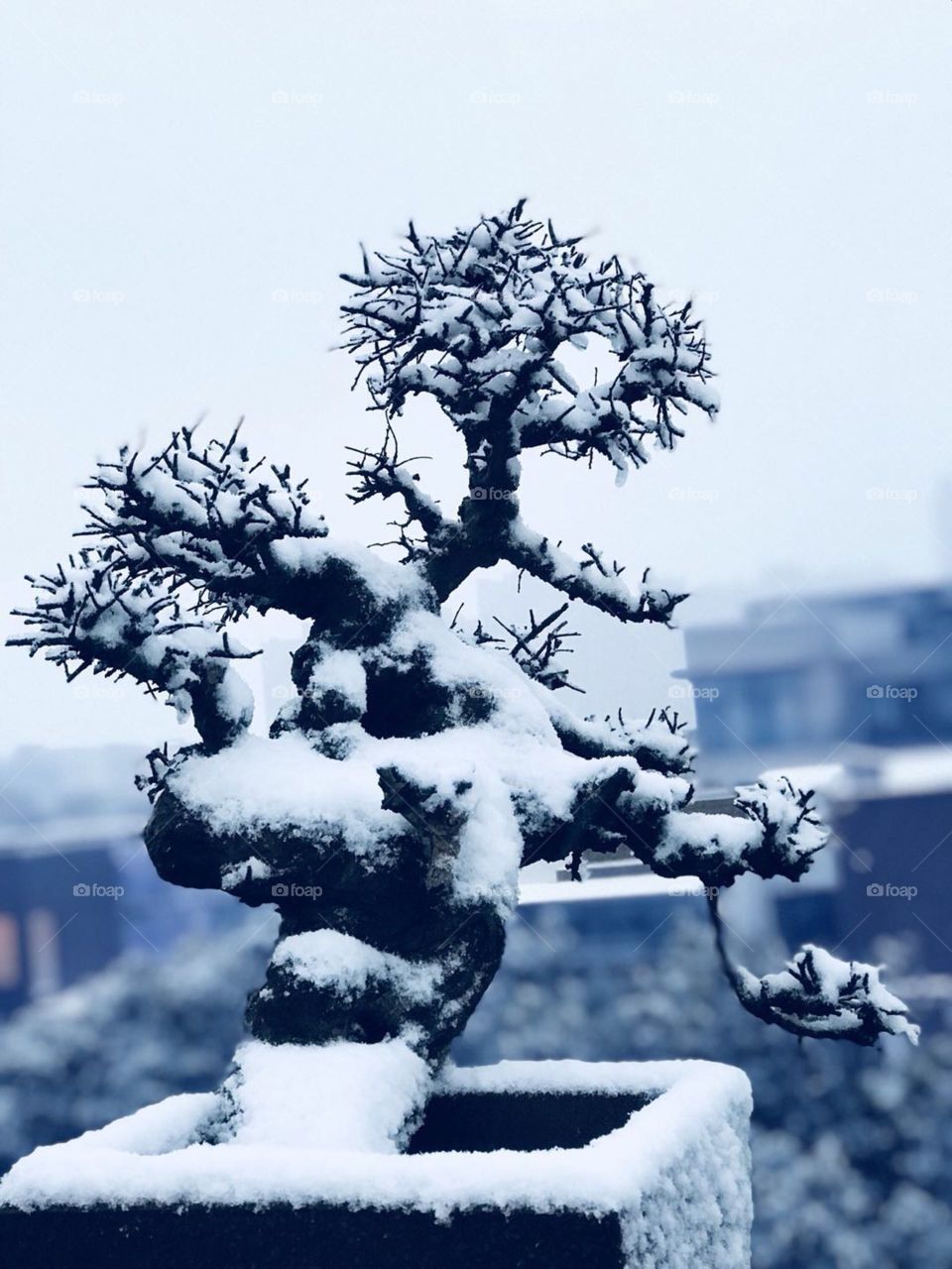 Winter, Snow, Tree, Frost, Christmas