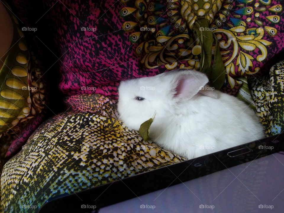 Pet white bunny feeling sleeping while snuggling on her owner