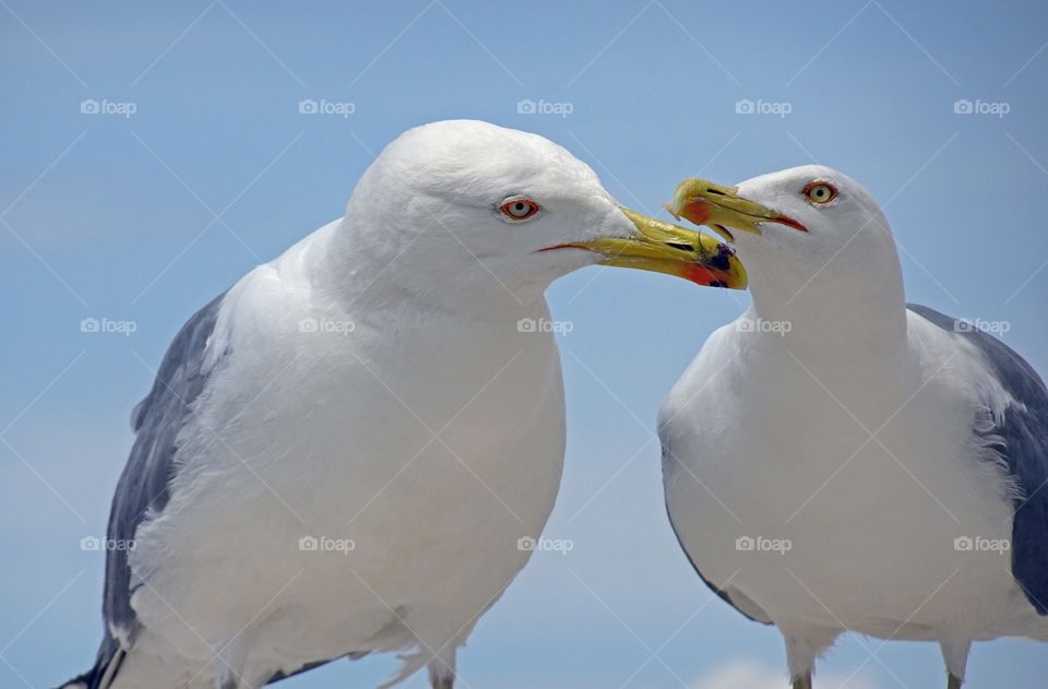 Seagull feeding young bird