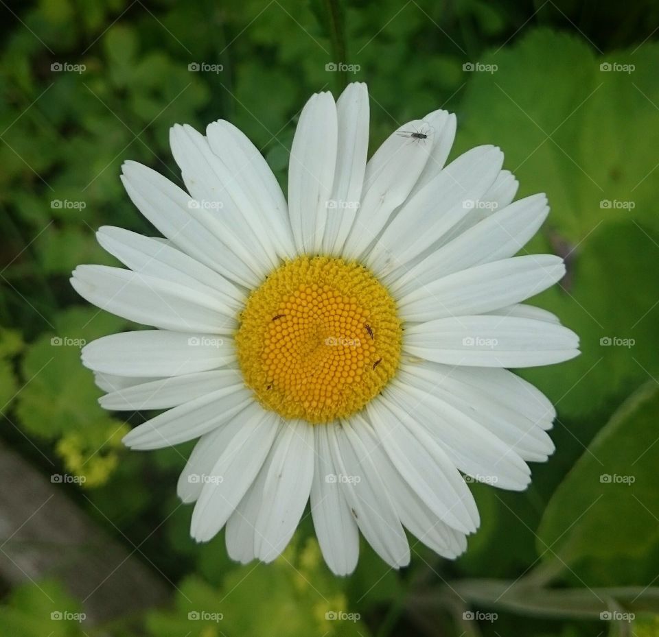 daisy. daisy