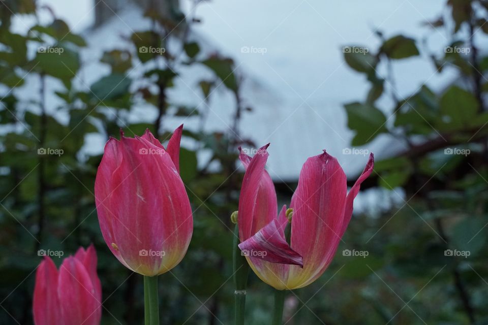 Tulips