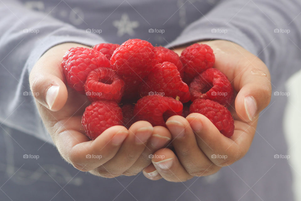 Child's hands are holding raspberries
