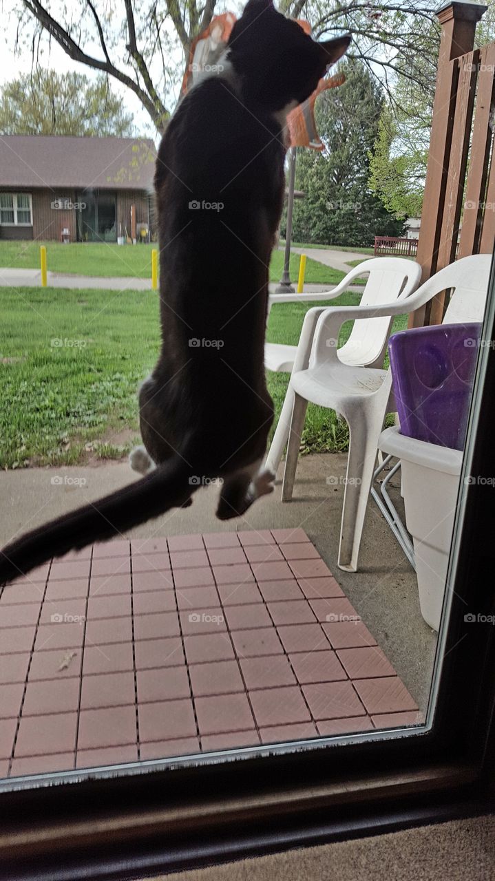 cat playing with window cling