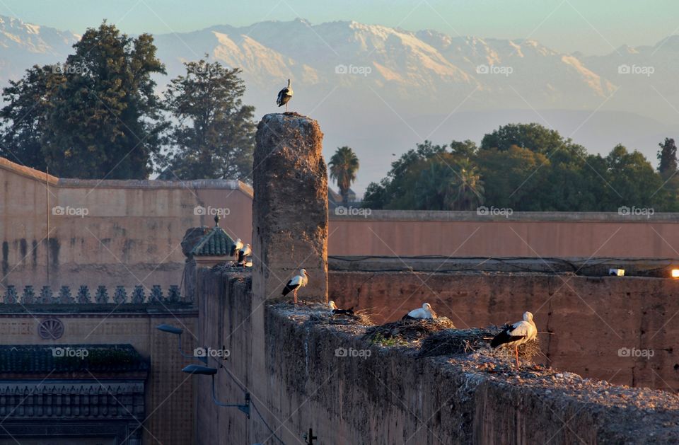 Storks with their nests in Marrakech 