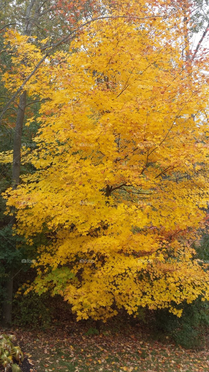 A yellow maple