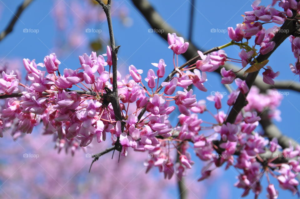 Close-up of pink cherry blossom