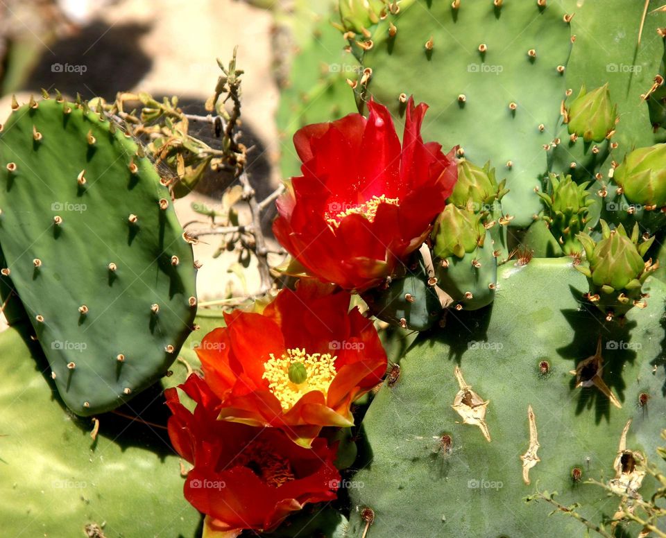 Cactus Flowers in the Desert