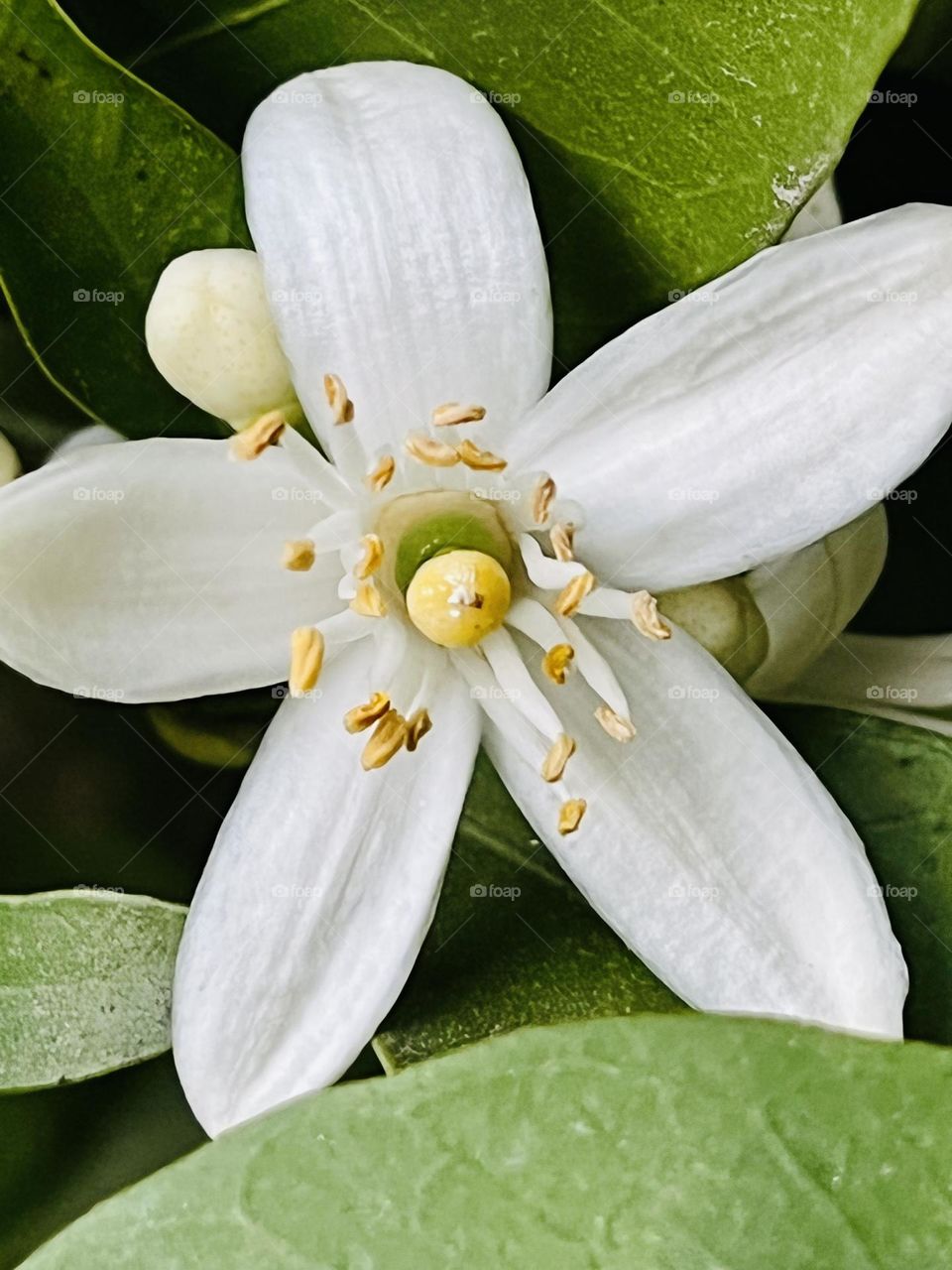 Orange blossom on an orange tree