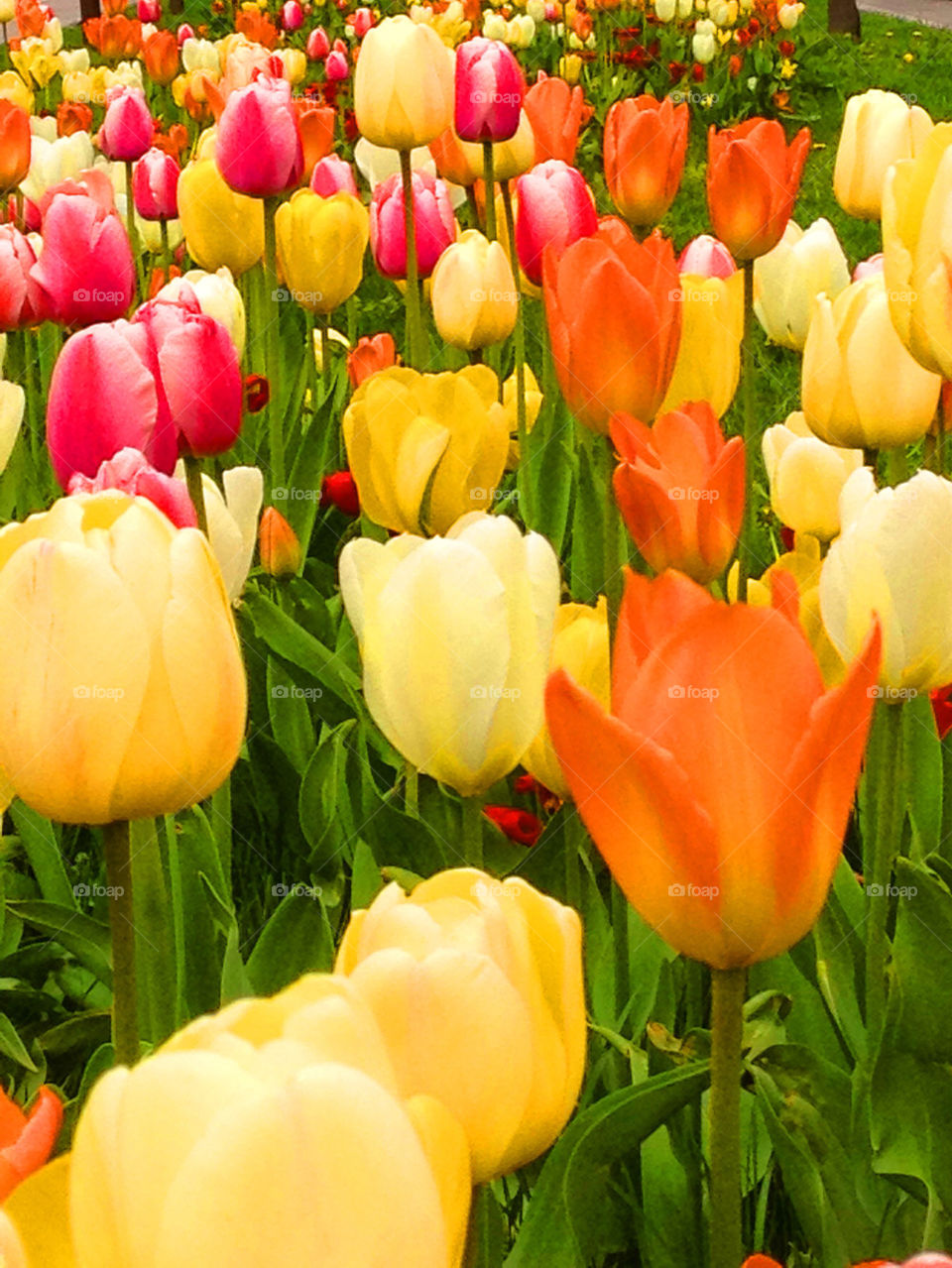 A bed of tulips