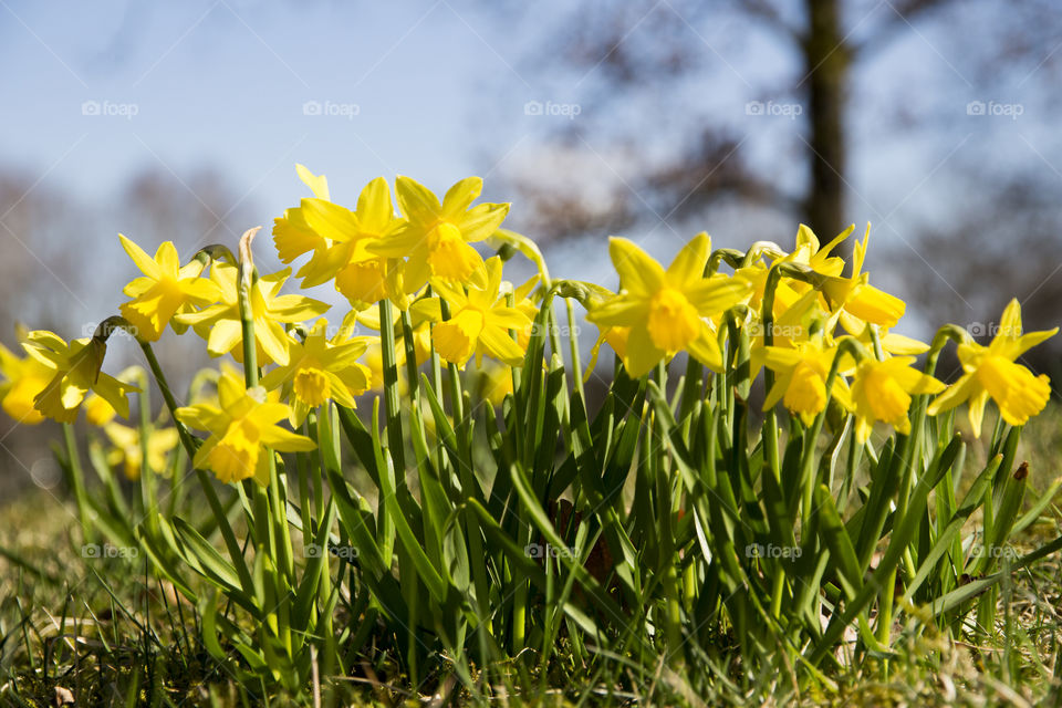 Yellow Daffodil flowers