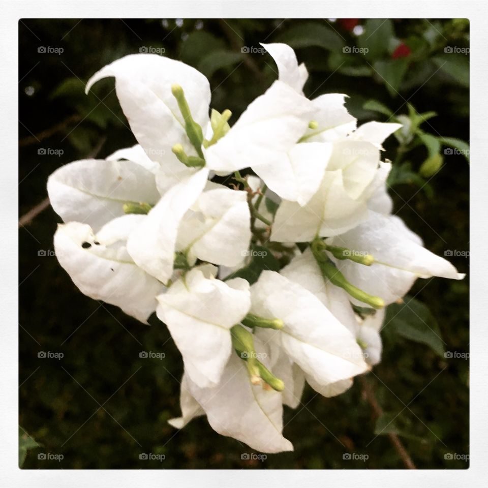 Agora, #Primaveras #Brancas!
Viva a #natureza e sua beleza.
🌿
#flores #flowers #fotografia