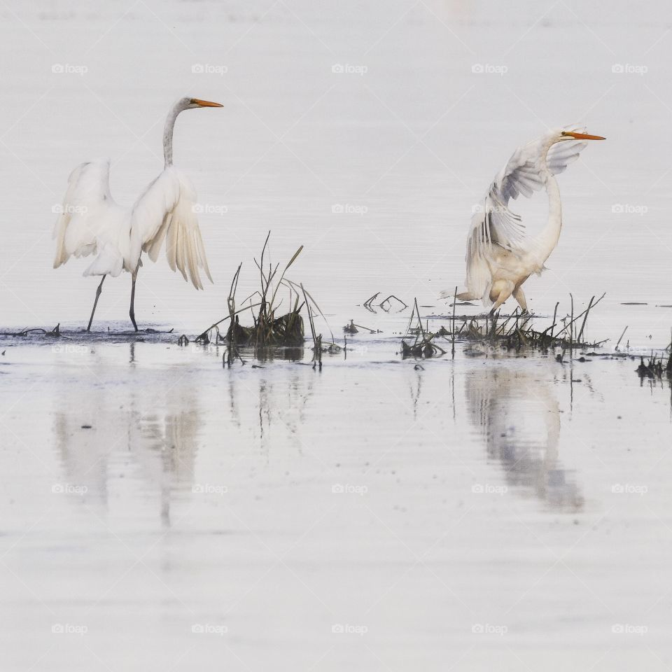 Great Egrets