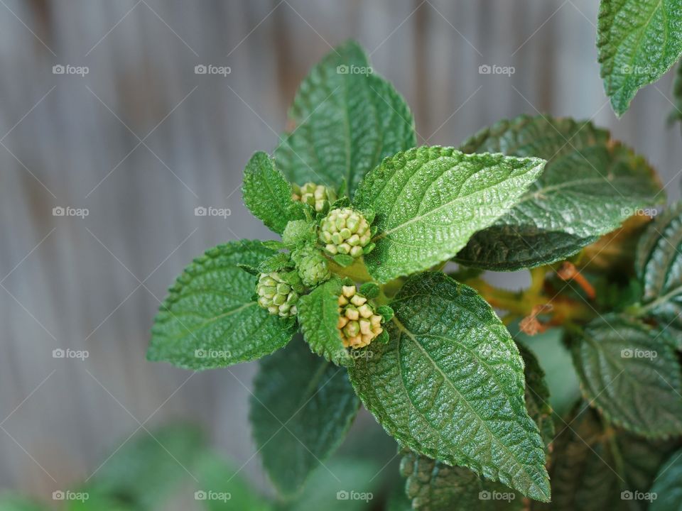 Close up of lantana camara