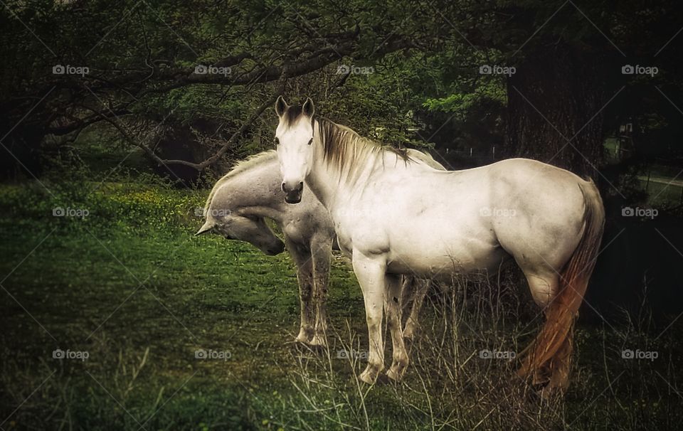 My Beautiful Gray Horse Friends