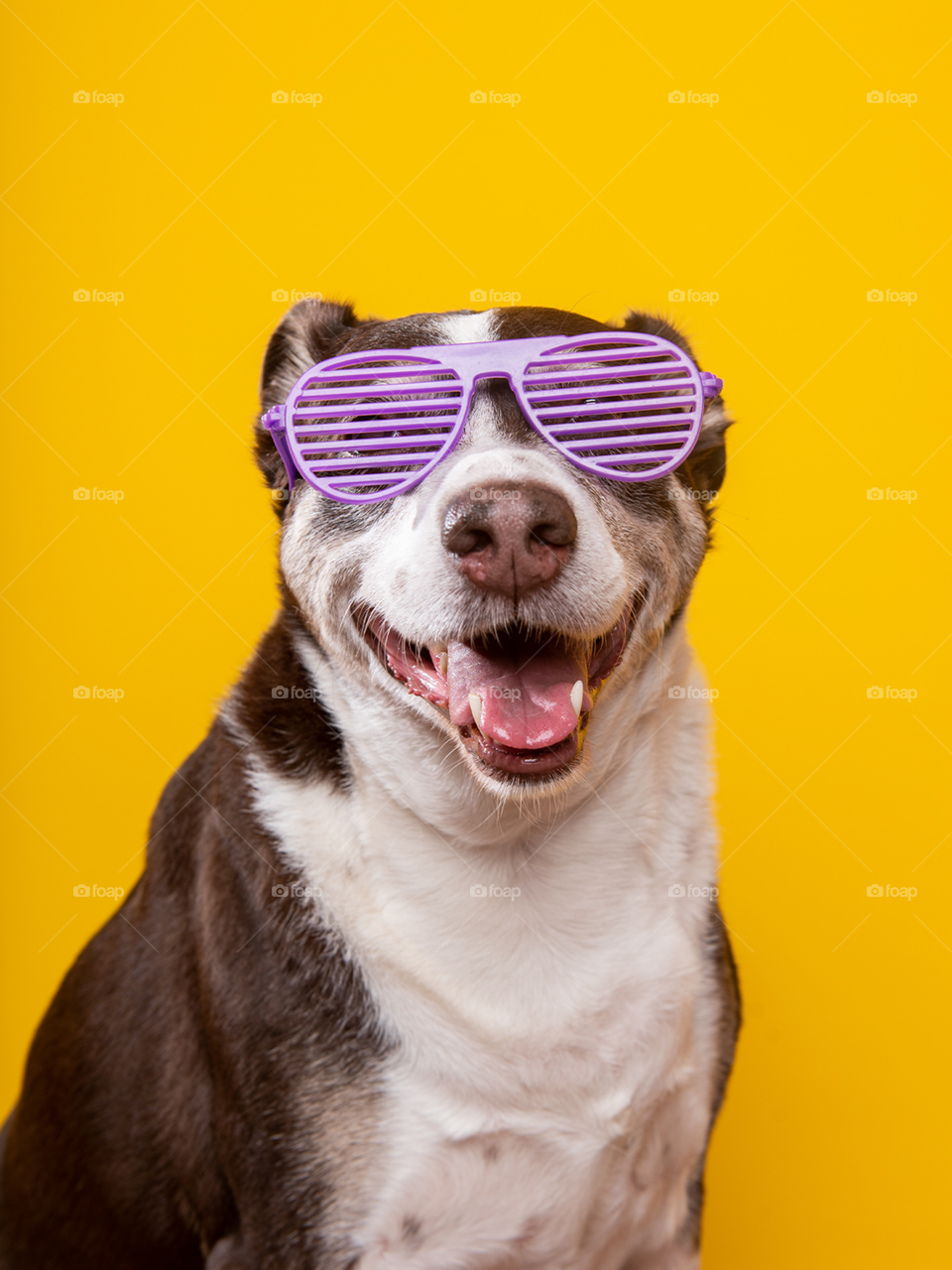 Dog with purple glasses - studio 