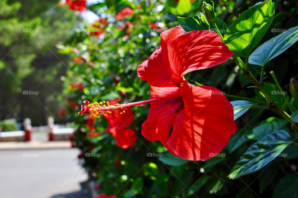 Tropical flower 