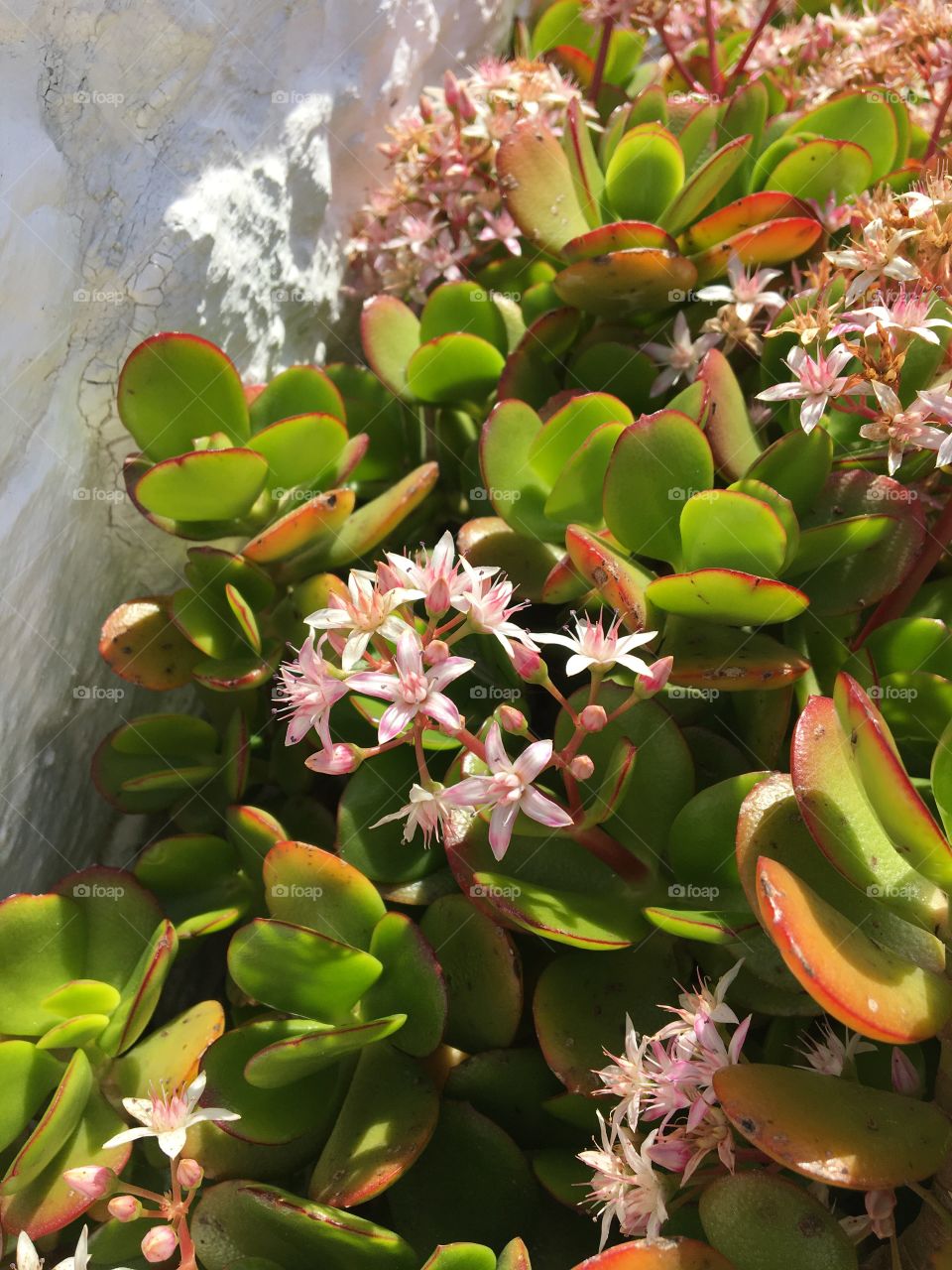 Blooming succulent in a garden