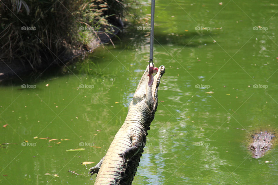 Feeding a saltwater crocodile