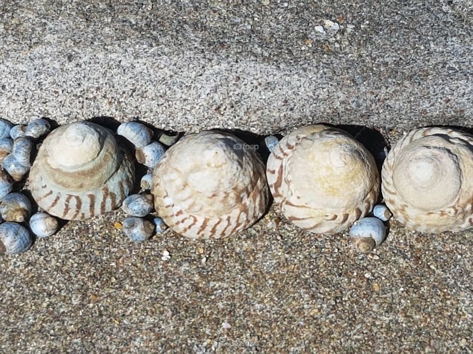 Shells