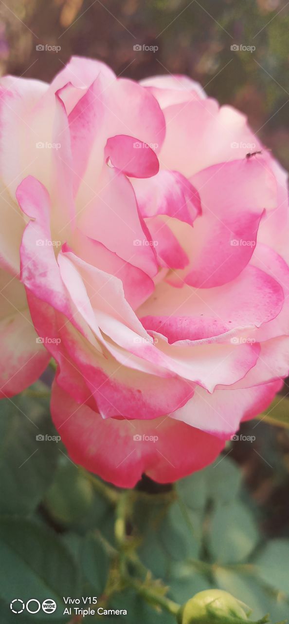 beautiful pink roses love