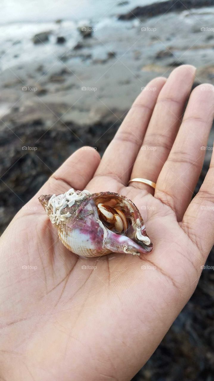 hermit crab in hand