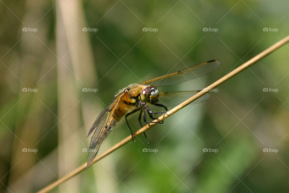 nature invertebrates gräs öga by ka71