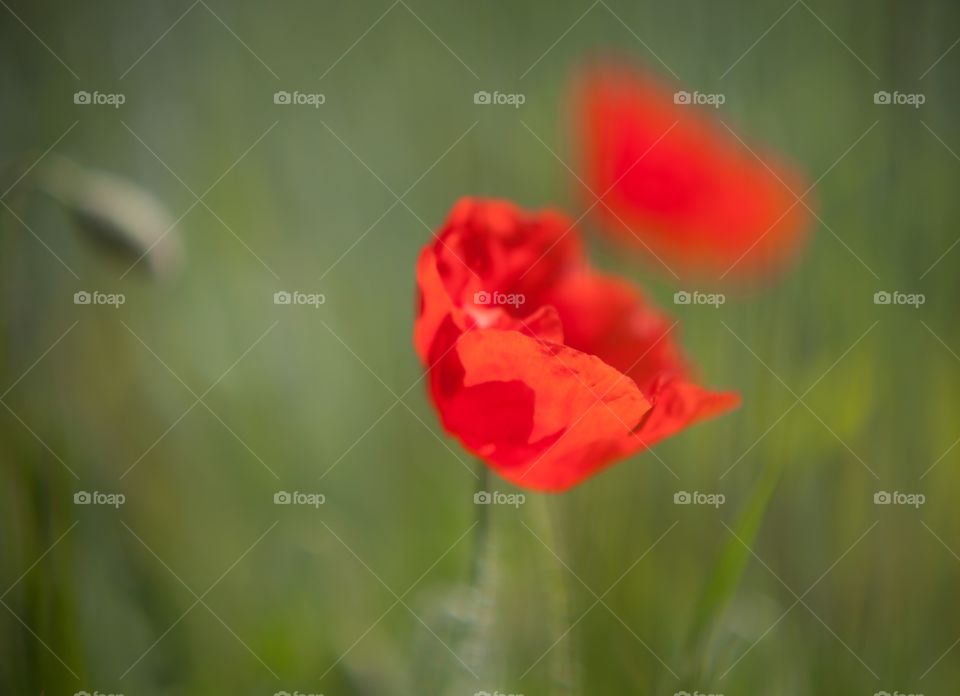 Poppy  macro on blurred green meadow