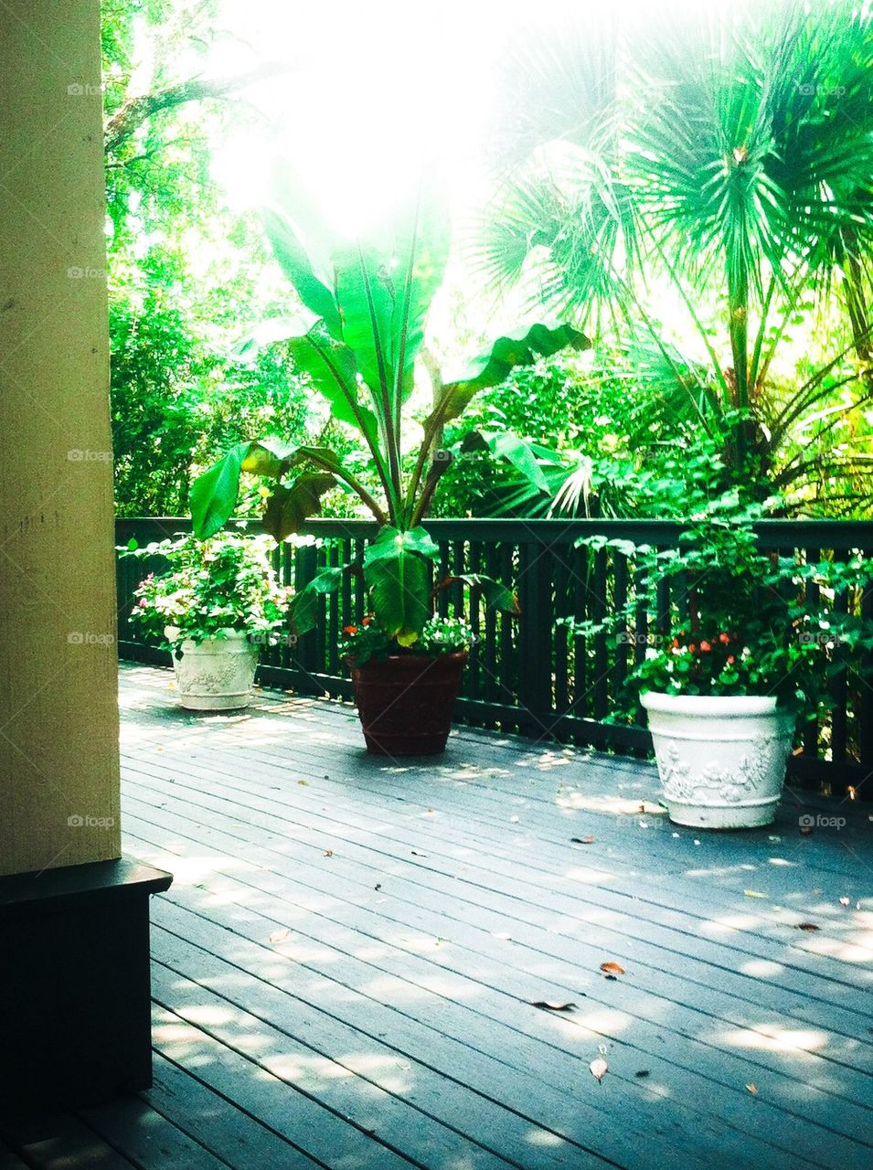 Sunny day. A garden at the deck