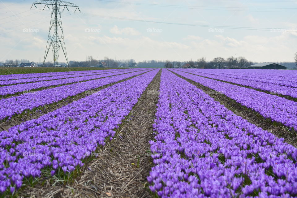Field of crocuses