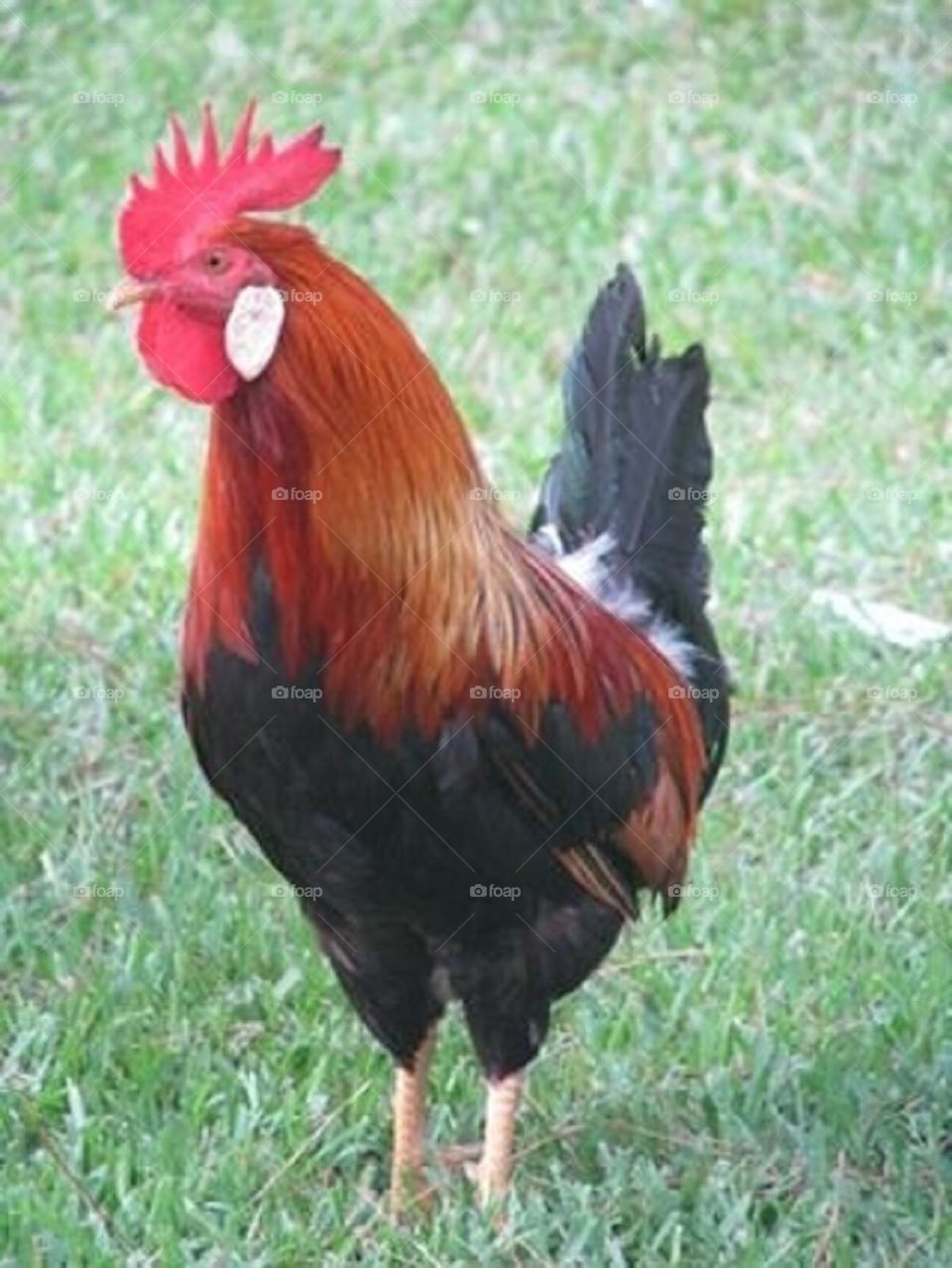 Rooster 