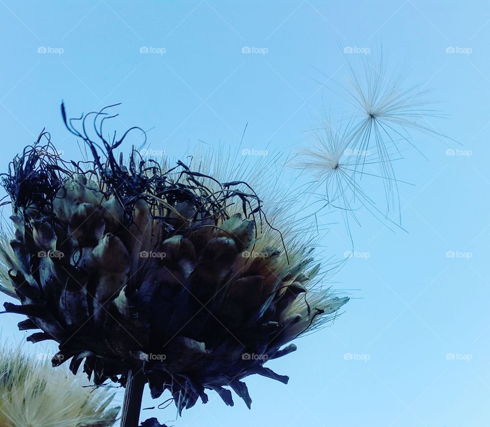 seeds breaking free from the thistles in he autumn breeze