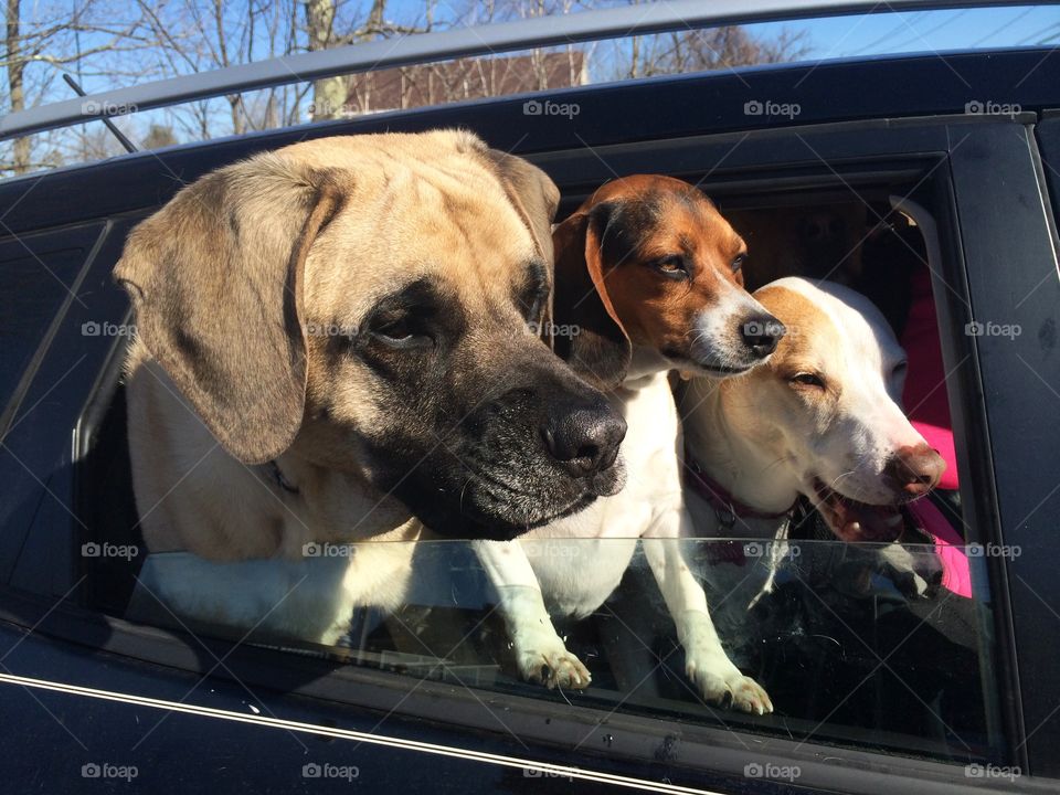 Dogs looking through car window