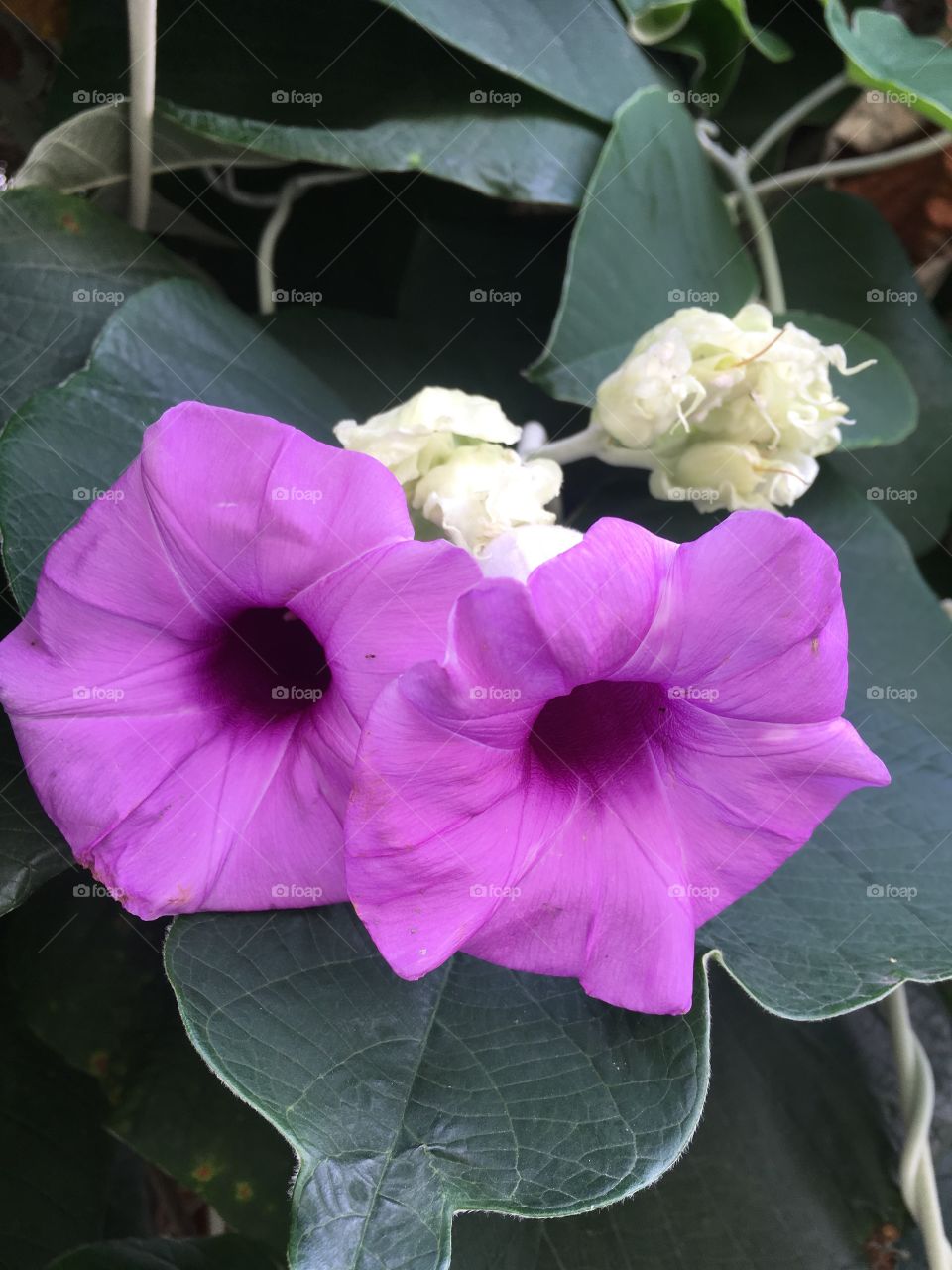 Purple Flowers ( Very Beautiful)