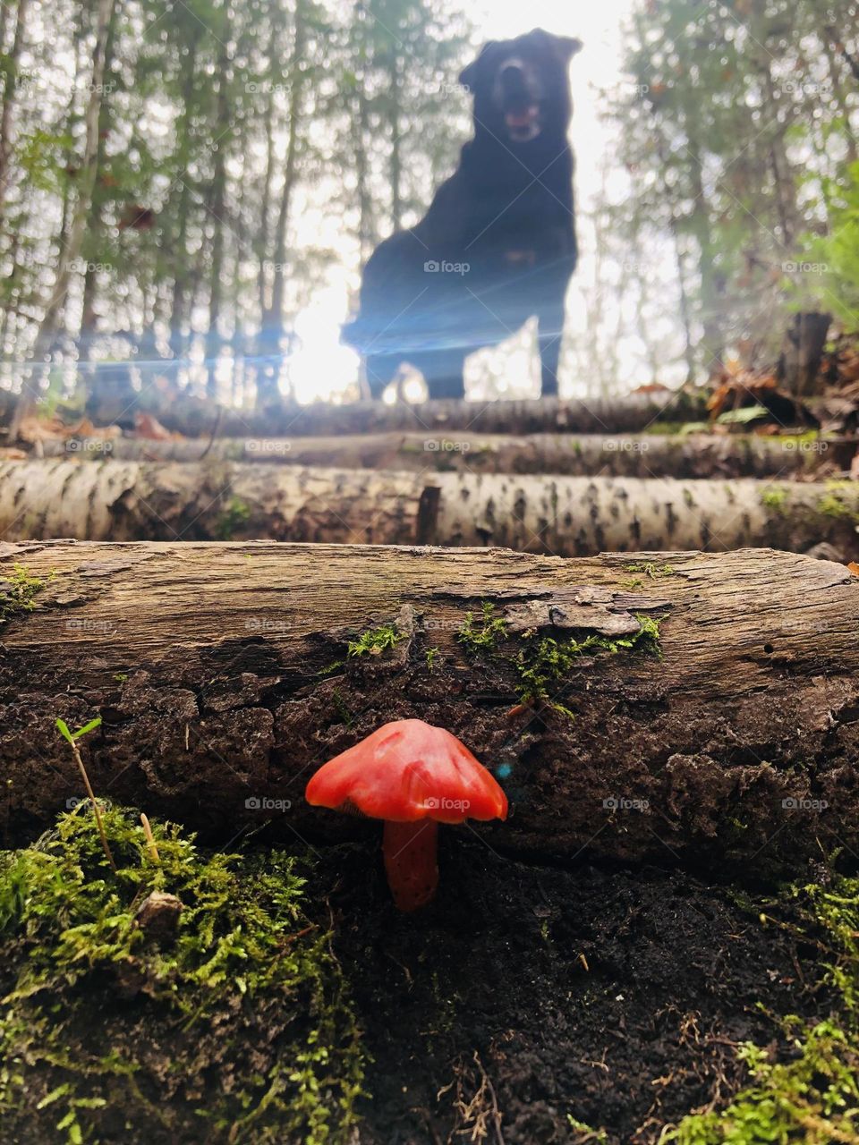 Red Mushroom 
