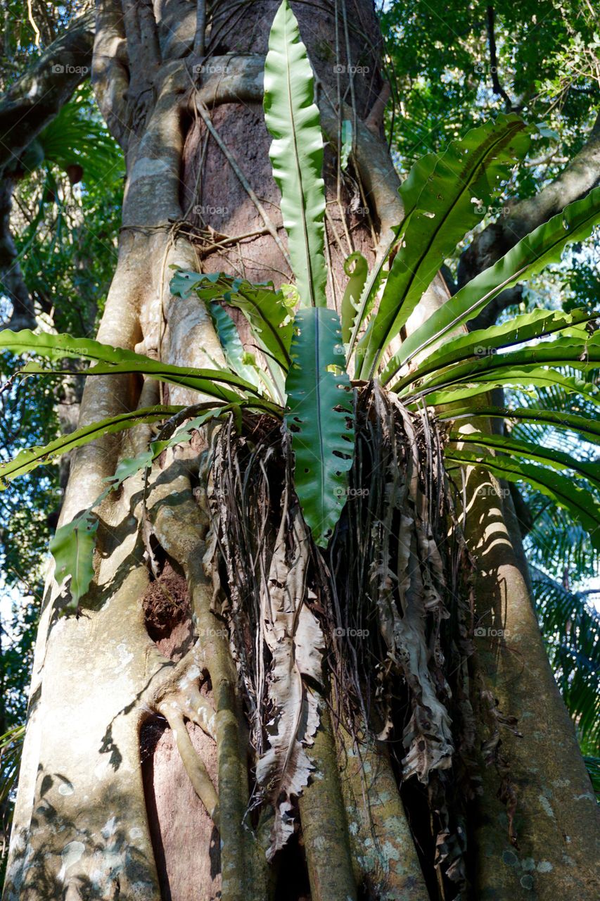 Low angle view of staghorn fern