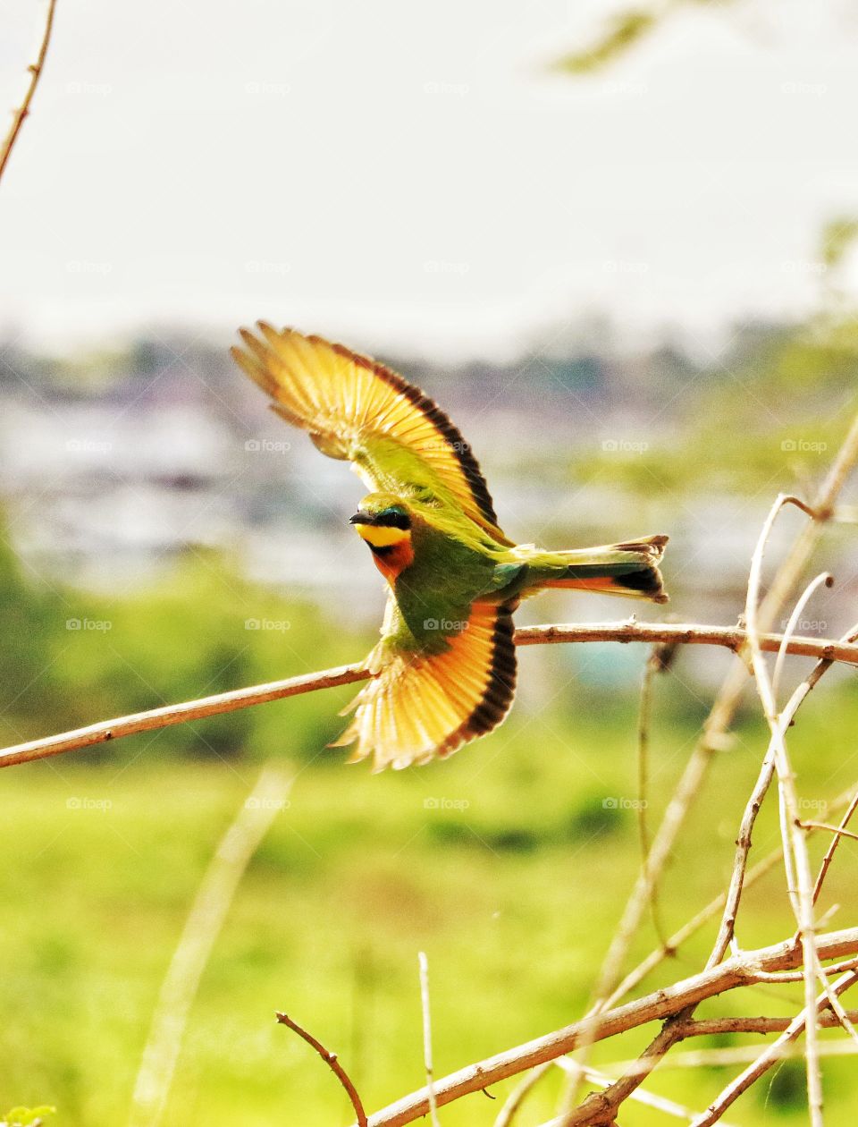 Colorful bird taking off